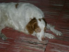 Fotos de perros